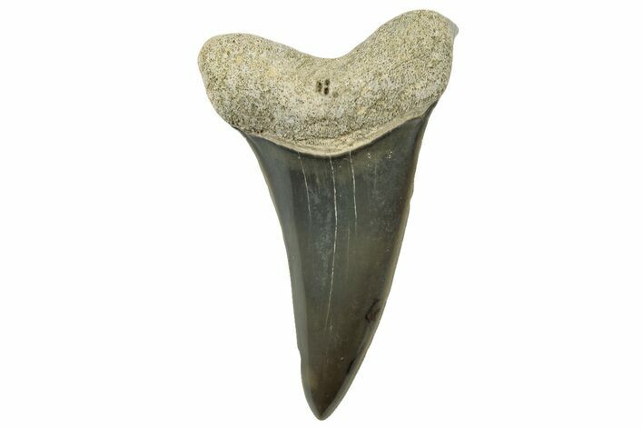 Fossil Mako Tooth - Lee Creek (Aurora), NC #300560